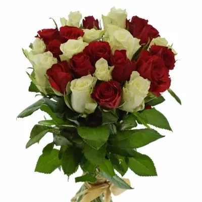 Kytice 25 míchaných růží AGATHA 50cm