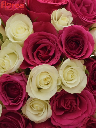Kytice 25 míchaných růží CRONUS