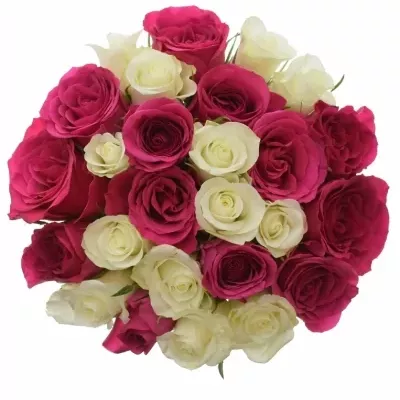 Míchaná kytice 25 vícebarevných růží CRONUS 50 cm