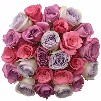 Kytice 25 míchaných růží DARIELLA 40cm