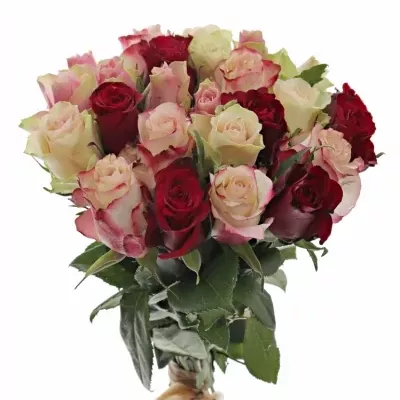 Kytice 25 míchaných růží EBIGALE 50cm