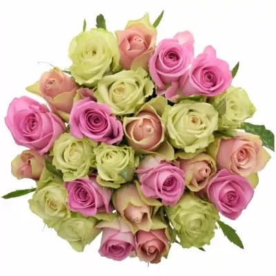Míchaná kytice 25 vícebarevných růží FIOLA 40 cm