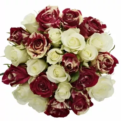 Míchaná kytice 25 vícebarevných růží HARLESPEN 70 cm