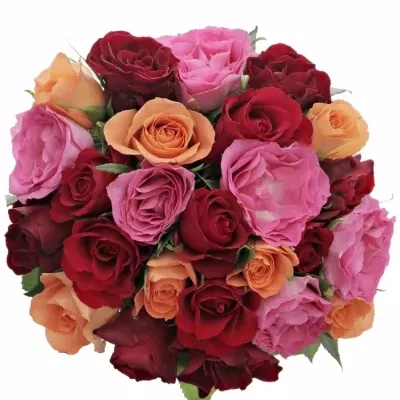 Kytice 25 míchaných růží KATRIEL 50cm