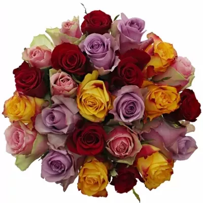 Kytice 25 míchaných růží MIRIAM 50cm