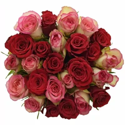 Míchaná kytice 25 vícebarevných růží ODETTE 40 cm