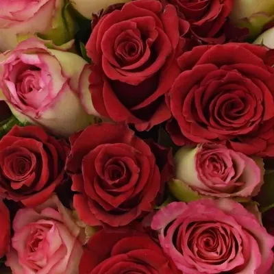 Kytice 25 míchaných růží ODETTE 60cm