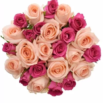 Míchaná kytice 25 vícebarevných růží PINACHE 60 cm