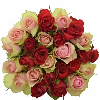 Míchaná kytice 25 vícebarevných růží ROSEBELLINE 50 cm