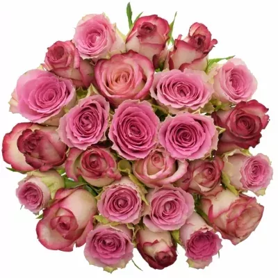 Míchaná kytice 25 vícebarevných růží TIMESTELLE 50 cm