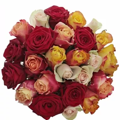 Míchaná kytice 25 vícebarevných růží PITTHEUS 60 cm