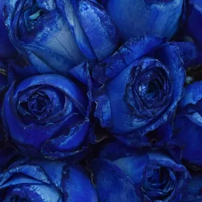 Kytice 25 modrých růží BLUE QUEEN OF AFRICA 50cm 
