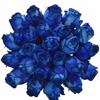 Kytice 25 modrých růží BLUE QUEEN OF AFRICA 70cm 