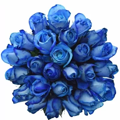 Kytice 25 modrých růží BLUE SNOWSTORM+ 50cm