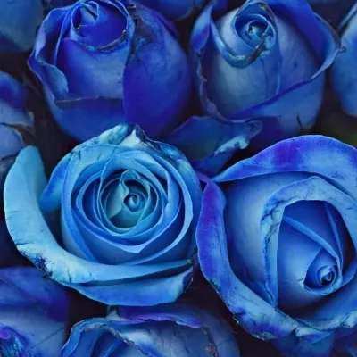 Kytica 25 modrých ruží BLUE snowstorm + 40cm