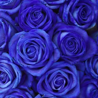 Kytice 25 modrých růží BLUE VENDELA