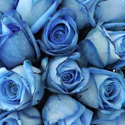 Kytice 25 modrých růží LIGHT BLUE SNOWSTORM