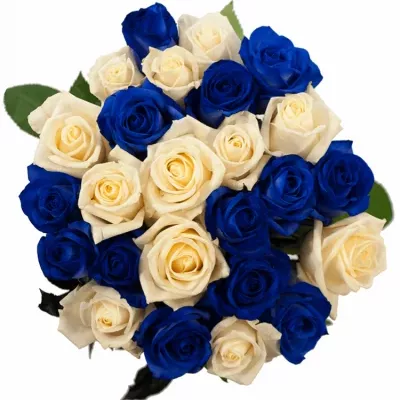 Jednodruhová kytice 25 modrých růží MARIANNA 60 cm