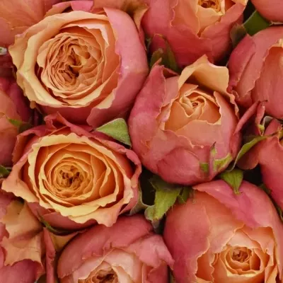 Kytice 25 oranžovočervených růží ALTAMODA 50cm
