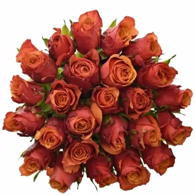 Jednodruhová kytice 25 červených růží ESPANA 50 cm