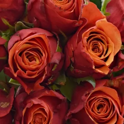 Kytice 25 oranžovočervených růží ESPANA 40cm