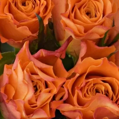 Kytice 25 oranžových růží AMINA