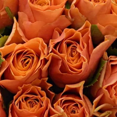 Kytice 25 oranžových růží ARANCIO 40cm