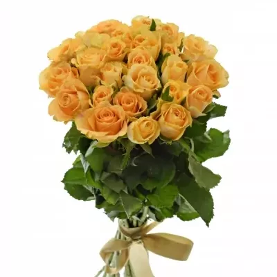Kytice 25 oranžových růží CANDID PROPHYTA 50cm