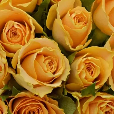 Kytice 25 oranžových růží CANDID PROPHYTA 50cm