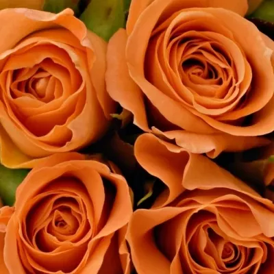 Kytice 25 oranžových růží CHELSEA 40cm