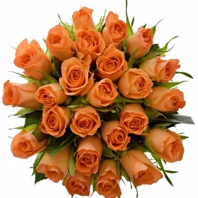 Kytice 25 oranžových růží CHELSEA 50cm