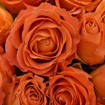 Kytice 25 oranžových růží CLARENCE+ 60cm