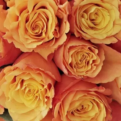 Kytice 25 oranžových růží CONFIDENTIAL 35cm