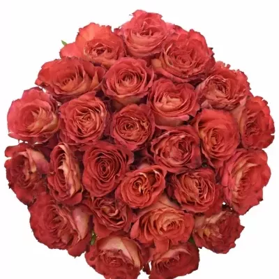 Kytice 25 oranžových růží FINE WINE 40cm
