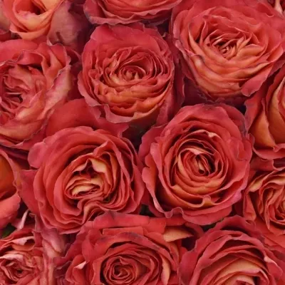 Kytice 25 oranžových růží FINE WINE 40cm