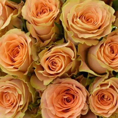 Kytice 25 oranžových růží FLORENTINE