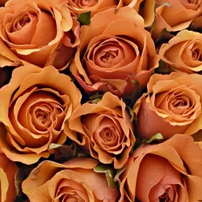 Kytice 25 oranžových růží JULIA 40cm