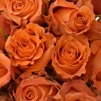 Kytice 25 oranžových růží JULISCHKA 50cm