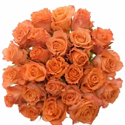 Kytice 25 oranžových růží JULISCHKA 50cm