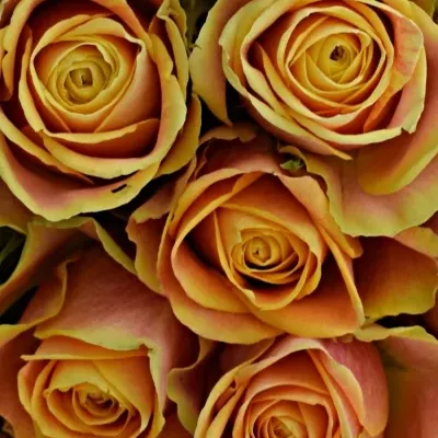 Kytice 25 oranžových růží MARACUJA 40cm
