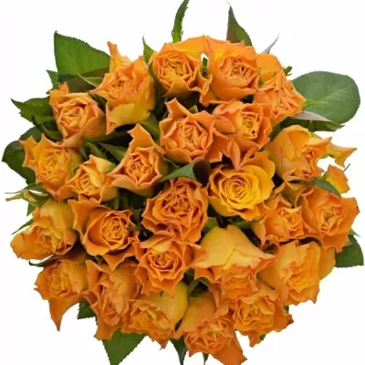 Jednodruhová kytice 25 oranžových růží MARIE-CLAIRE! 50 cm