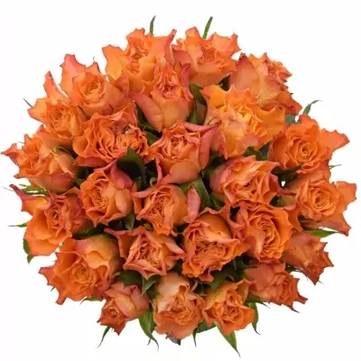 Jednodruhová kytice 25 oranžových růží MARIYO! 50 cm