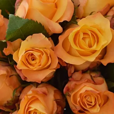 Kytice 25 oranžových růží MONALISA 50cm