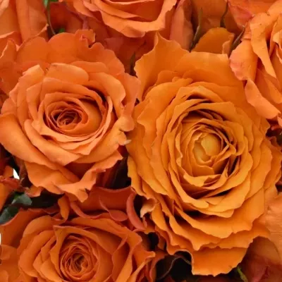 Kytice 25 oranžových růží Mpesa 40cm