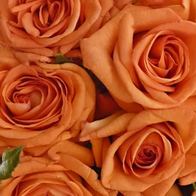 Kytice 25 oranžových růží NARANGA