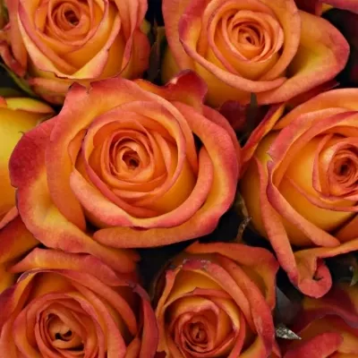 Kytice 25 oranžových růží OUTLAW! 40cm