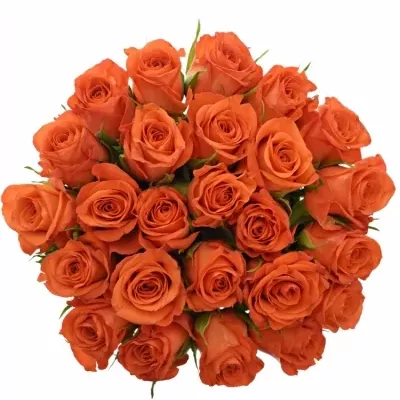 Kytice 25 oranžových růží PATZ 50cm