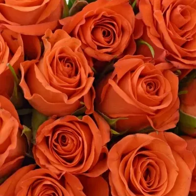 Kytice 25 oranžových růží PATZ 60cm