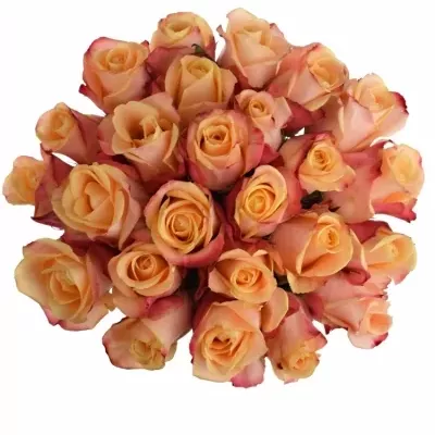 Jednodruhová kytice 25 oranžových růží PEBBLES 50 cm