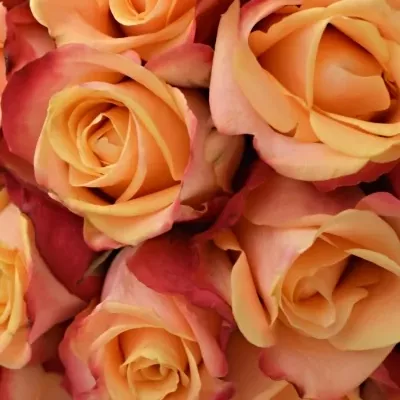 Kytice 25 oranžových růží PEBBLES